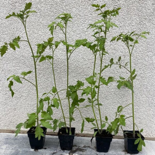 Rajče 'Gościniec' P9/C1