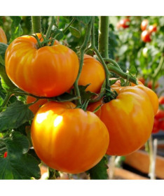 Rajče 'Oranžový Bison' P9/C1