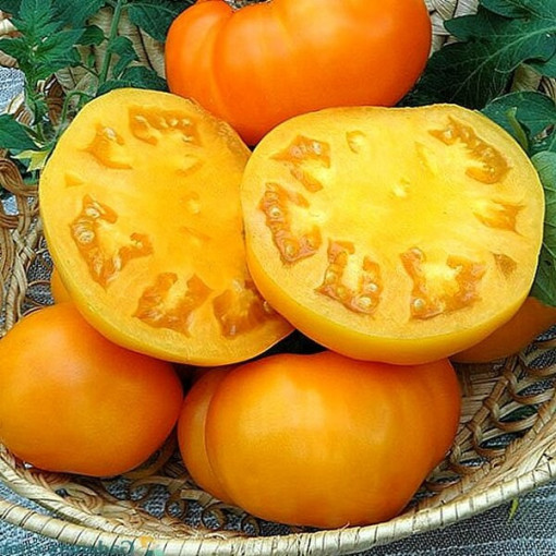 Rajče 'Oranžový Bison' P9/C1