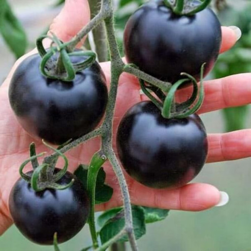 Rajče 'Černý lak' P9/C1