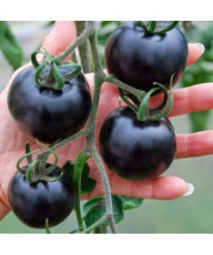 Rajče 'Černý lak' P9/C1