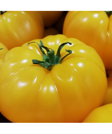 Rajče 'Zlatý Ożarowski' P9/C1