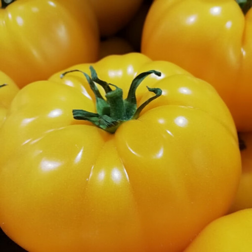 Rajče 'Zlatý Ożarowski' P9/C1