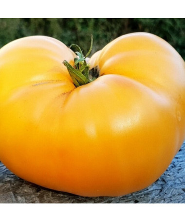 Rajče 'Zlatý Ożarowski' P9/C1