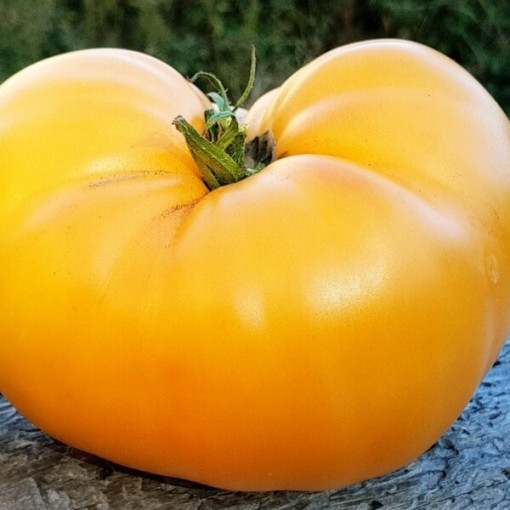 Rajče 'Zlatý Ożarowski' P9/C1