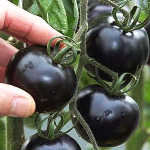 Rajče třešňové 'Black Cherry' P9/C1