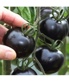 Rajče třešňové 'Black Cherry' P9/C1
