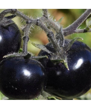 Rajče třešňové 'Black Cherry' P9/C1