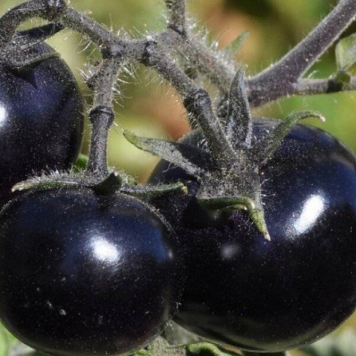 Rajče třešňové 'Black Cherry' P9/C1