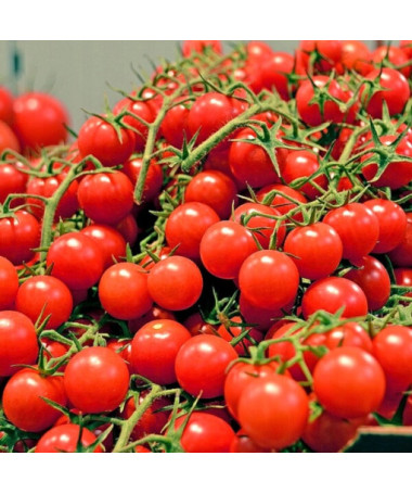 Rajče třešňové 'Větev Bajaja' P9/C1