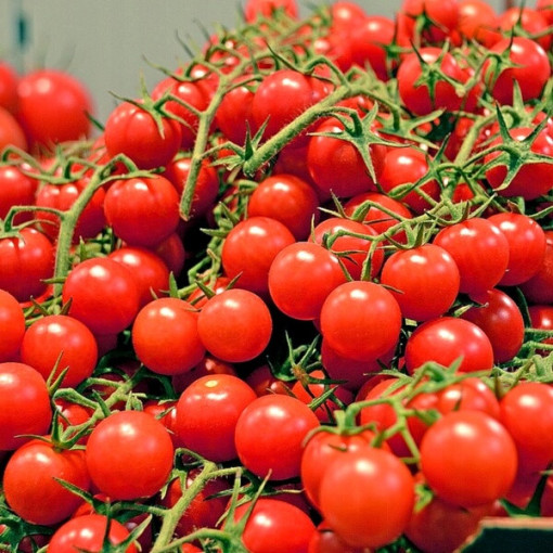 Rajče třešňové 'Větev Bajaja' P9/C1