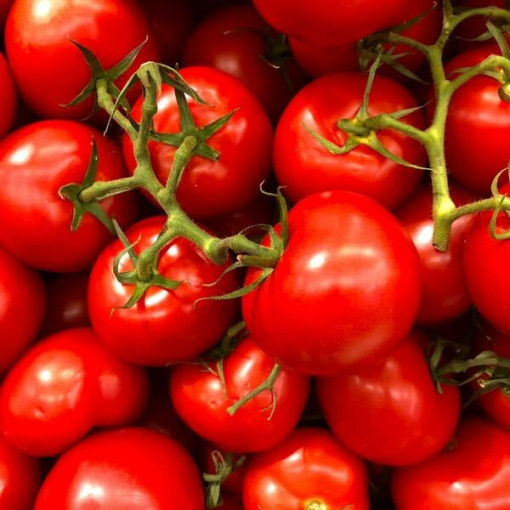 Rajče třešňové 'Větev Bajaja' P9/C1