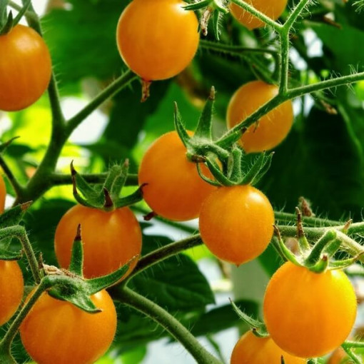 Rajče třešňové 'Ola Polka' P9/C1