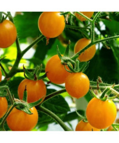 Rajče třešňové 'Ola Polka' P9/C1