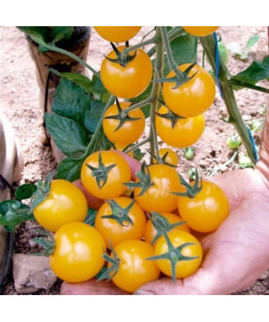 Rajče třešňové 'Ola Polka' P9/C1