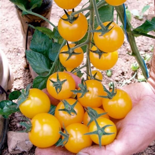 Rajče třešňové 'Ola Polka' P9/C1