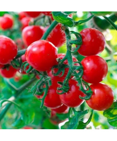 Rajče třešňové 'Koralik' P9/C1