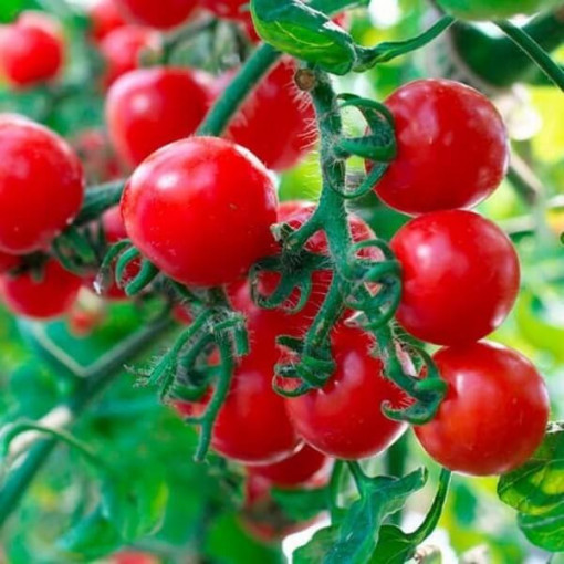 Rajče třešňové 'Koralik' P9/C1