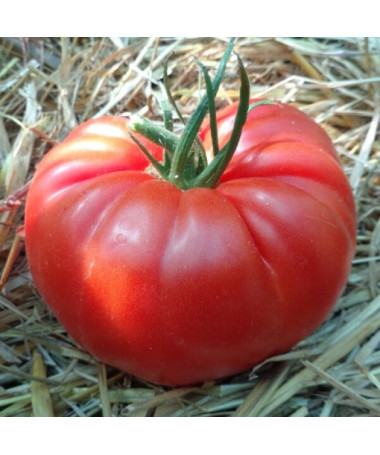 Malinové rajče 'Brutus' P9/C1