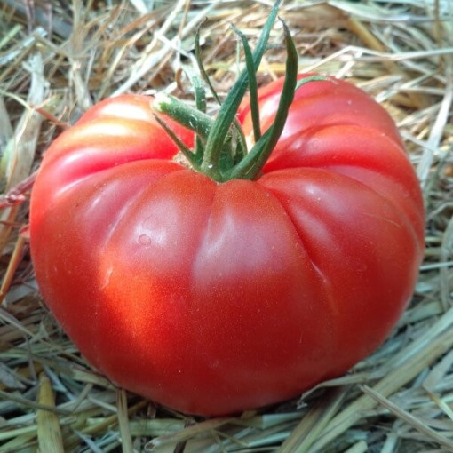 Malinové rajče 'Brutus' P9/C1