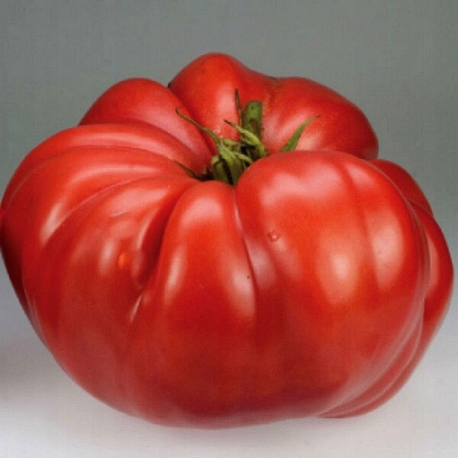 Malinové rajče 'Brutus' P9/C1