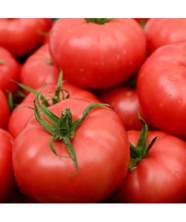 Malinové rajče 'Prezes' P9/C1