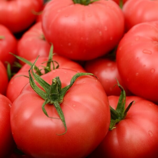 Malinové rajče 'Prezes' P9/C1