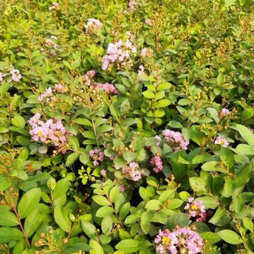 Indická Lagerstroemia (Bez poledne) květináč, 2L