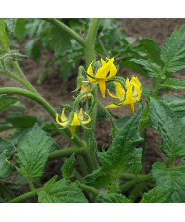 Malinové rajče 'Ożarowski' P9/C1