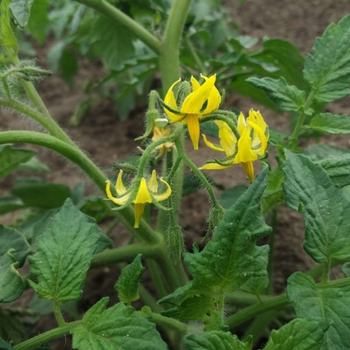 Malinové rajče 'Ożarowski' P9/C1