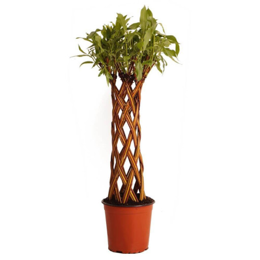 Světla pletená vrba (Salix alba x purpurea) v 4L květináči